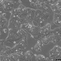 CERV-196 cell