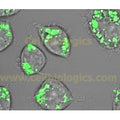 Cryopreserved Male CD-1 Mouse Hepatocytes (Pooled, Plateable Qualified) product image