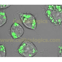 Cryopreserved Male CD-1 Mouse Hepatocytes (Pooled, Plateable Qualified) product image