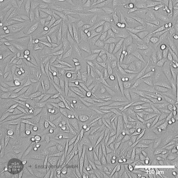 CHO-B7H3 cell