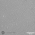 CHO-CXCR4 cell
