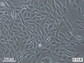 CHO-K1 cell