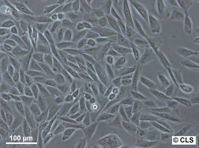 CHO-K1 cell