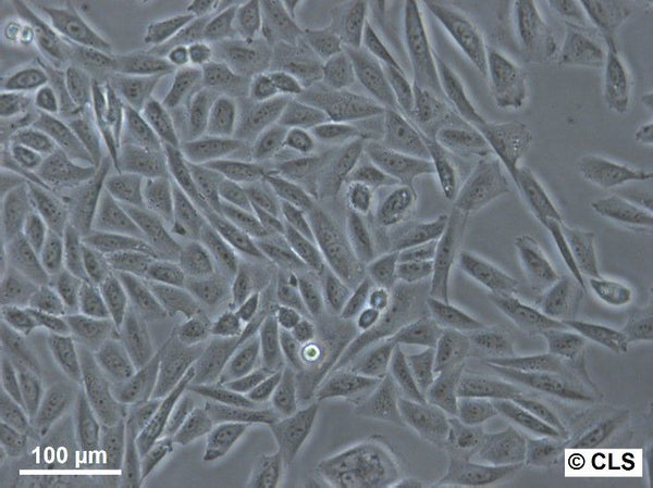 CHO-K1 cell