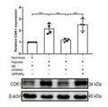 CDK1/CDC2 Antibody – Figure 1 of 3