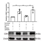CDK1/CDC2 Antibody – Figure 1 of 3