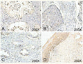 USP18 Antibody – Figure 1 of 2