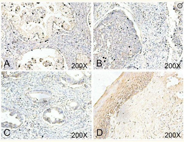 USP18 Antibody – Figure 1 of 2