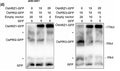 GFP-Tag Rabbit Polyclonal Antibody – Figure 1 of 4