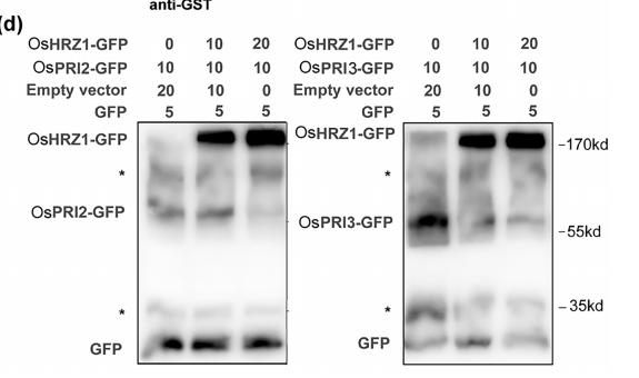 GFP-Tag Rabbit Polyclonal Antibody – Figure 1 of 4