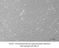 Immortalized Mouse Leptin Receptor-deficient Macrophage Cells (DB-1) – Figure 1 of 1