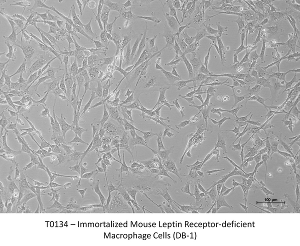 Immortalized Mouse Leptin Receptor-deficient Macrophage Cells (DB-1) – Figure 1 of 1