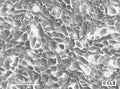 CLS-103 cell