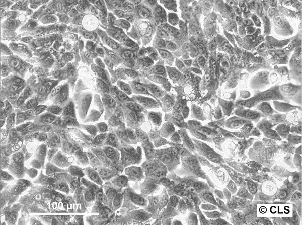 CLS-103 cell