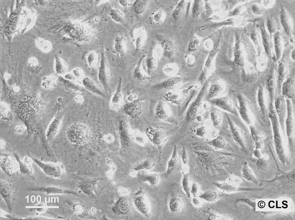 S-117 cell