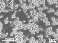CLS-138 cell