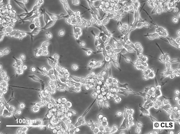 CLS-138 cell