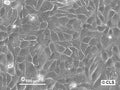CLS-145 cell