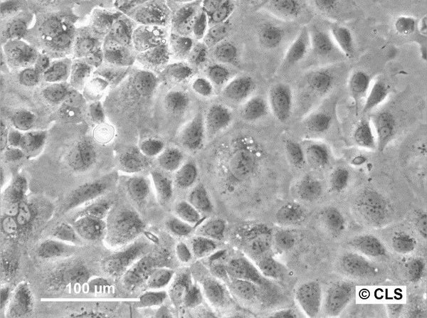 CLS-54 cell