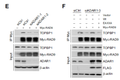 ADAR1 links R-loop homeostasis to ATR activation in replication stress response. NUCLEIC ACIDS RESEARCH Lei Shi WB, STJ96904