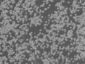Colo-205 cell