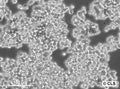 Colo-320DM cell