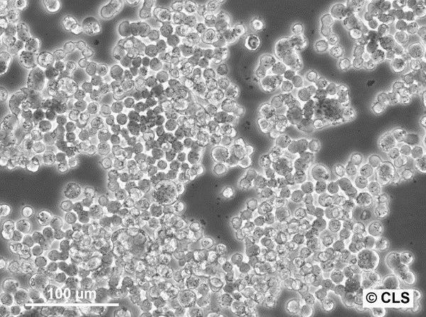 Colo-320DM cell