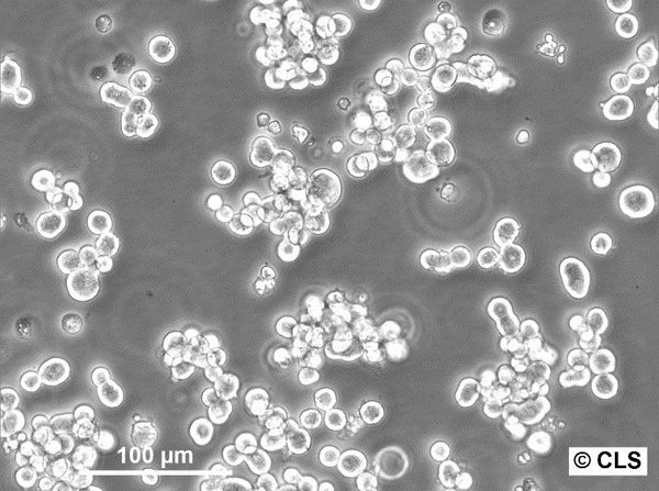 Colo-824 cell