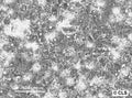 Colo-94H cell