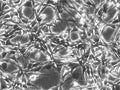 Colon-26 cell