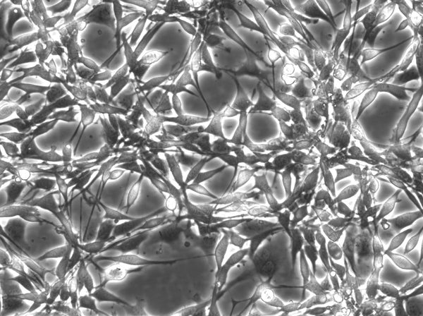 Colon-26 cell