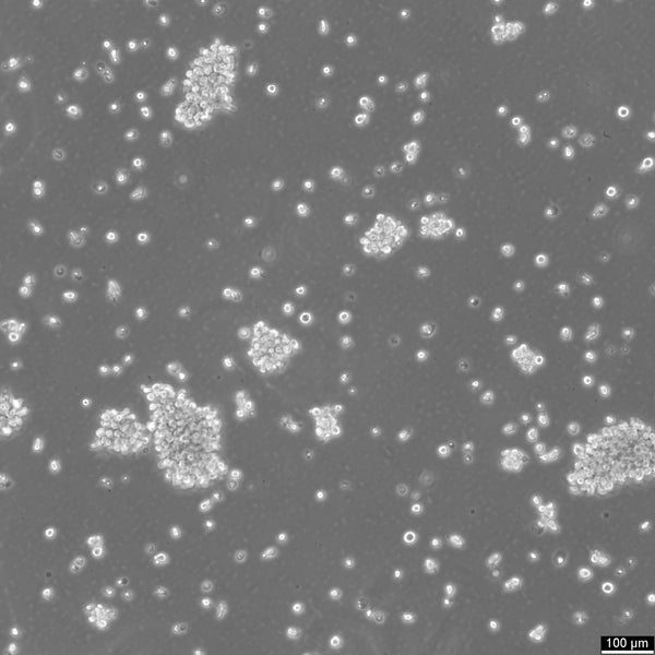 COX cell