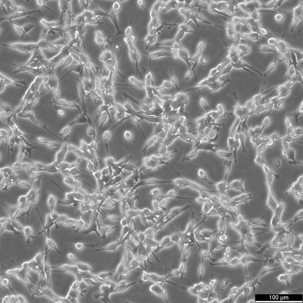 CT26 cell