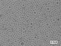 CTLL-2 cell