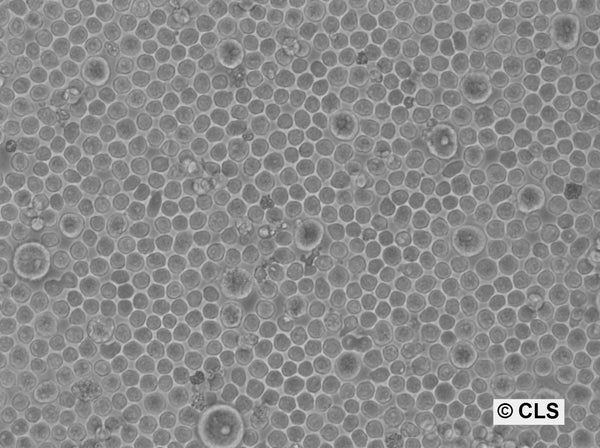 CTLL-2 cell