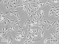 CV-1 cell
