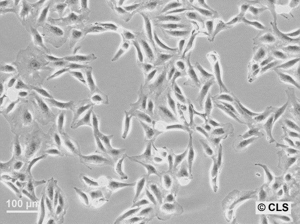 CV-1 cell