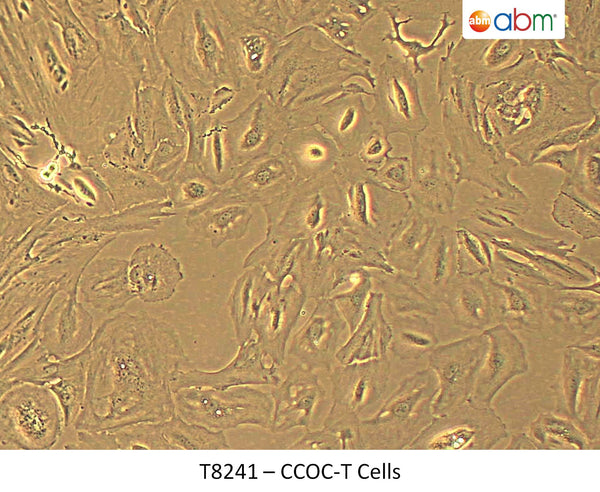 CCOC-T Cells | Applied Biological Materials (abm)