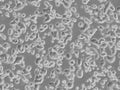 CX-1 cell