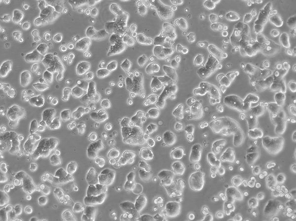 CX-1 cell