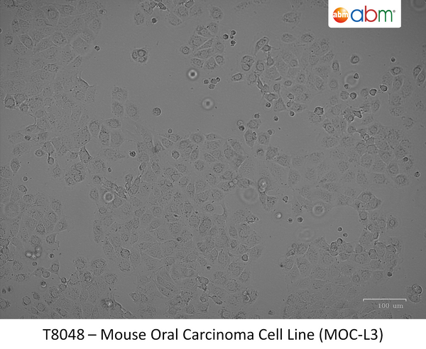 Mouse Oral Carcinoma Cell Line (MOC-L3) | Applied Biological Materials (abm)