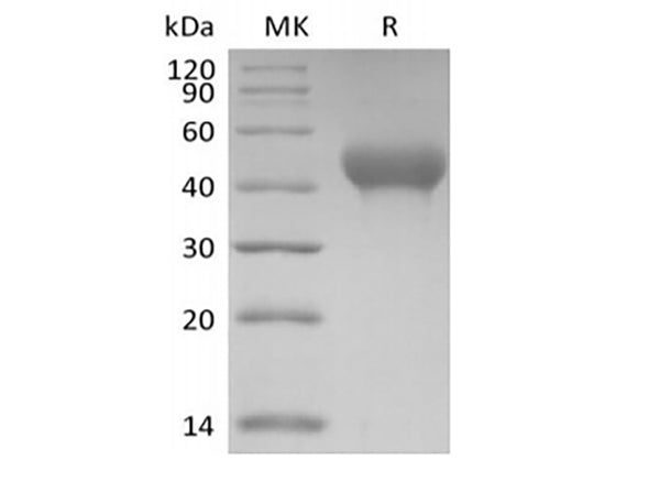 Recombinant Mouse GP6/GPVI (C-6His) – Figure 1 of 2