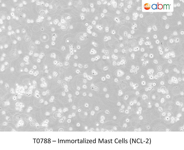 Immortalized Mast Cells (NCL-2) ; <span style="color: #ef6331;">Capable of histamine release (degranulation)</span> | Applied Biological Materials (abm)