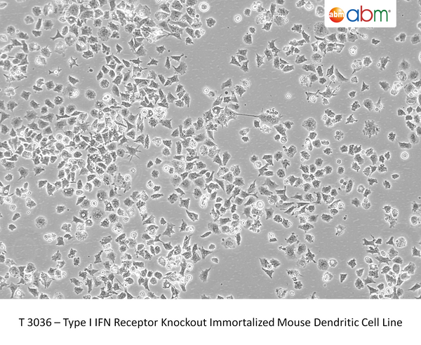 Type I IFN Receptor Knockout Immortalized Mouse Dendritic Cell Line | Applied Biological Materials (abm)