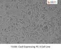 Cas9 Expressing PC-3 Cell Line | Applied Biological Materials (abm)