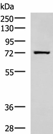 SHTN1 Polyclonal Antibody – Figure 1 of 3