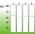 Anti-Akt1 – Figure 1 of 2