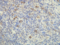 Anti-CD15 – Figure 1 of 1