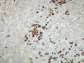 Anti-Human Kappa Light Chain – Figure 1 of 2