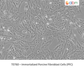 Immortalized Porcine Fibroblast Cells (PFC) | Applied Biological Materials (abm)